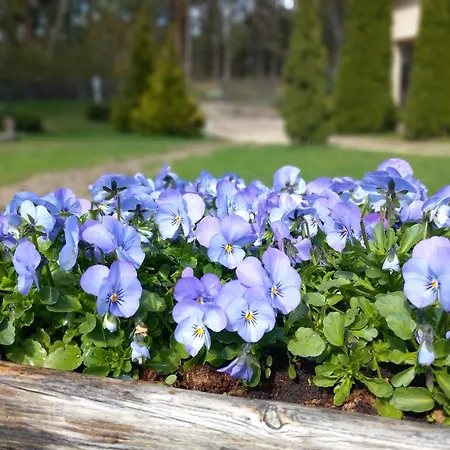 Feriehus Forest Edge *